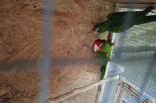 Papugi likwidacja hodowli, Podkarpackie, Malawa
