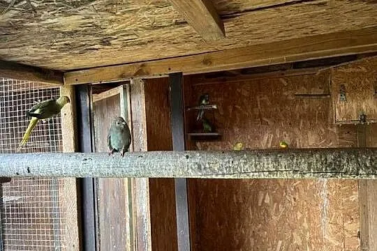 Papugi aleksandretty obrożne i inne, Wielkopolskie, Nowy Tomyśl