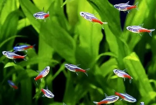 Neon inessa, neonki inessa, ryby akwariowe, rybki akwarium
