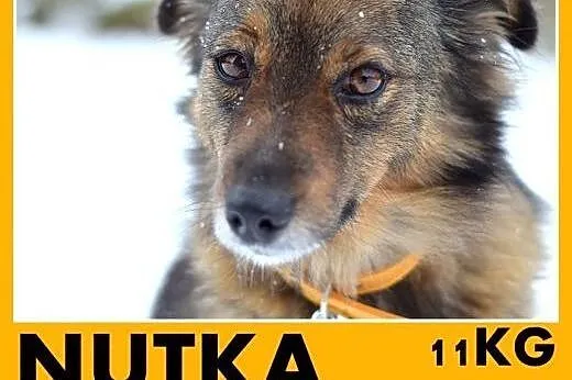 NUTKA,11kg,łagodna,wesoła,towarzyska suczka .ADOPCJA,  dolnośląskie Wrocław