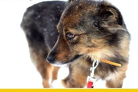 NUTKA,11kg,łagodna,wesoła,towarzyska suczka .ADOPC