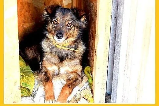 NUTKA,11kg,łagodna,wesoła,towarzyska suczka .ADOPC