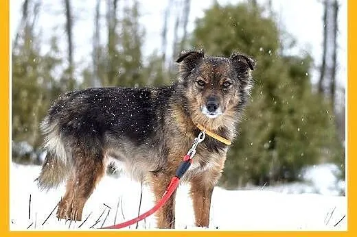 NUTKA,11kg,łagodna,wesoła,towarzyska suczka .ADOPC