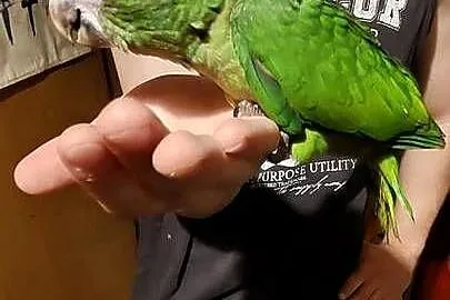 Ary nobilis ręcznie karmione, Śląskie, Wodzisław Śląski