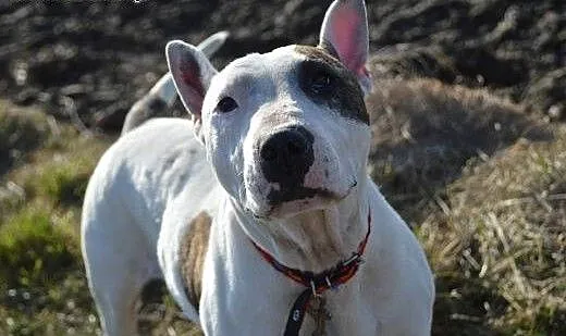 Pogodna BETTY wtypie bullteriera do adopcji , wie