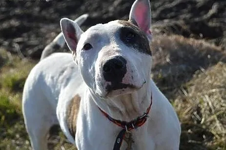 Pogodna BETTY wtypie bullteriera do adopcji ,  wie