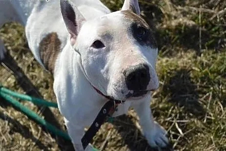 Pogodna BETTY wtypie bullteriera do adopcji ,  wie