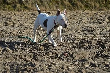 Pogodna BETTY wtypie bullteriera do adopcji ,  wie