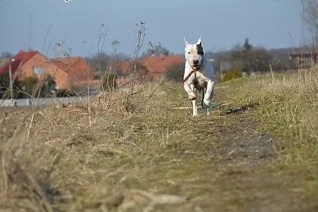 Pogodna BETTY wtypie bullteriera do adopcji ,  wie