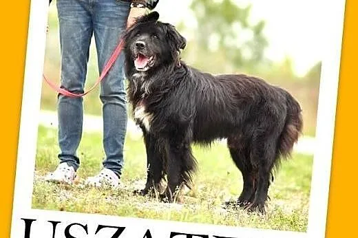 Duży,spokojny,przyjazny pies USZATEK,szczepiony,ks