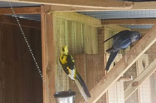 Rozella rozelle, Wielkopolskie, Lubosz