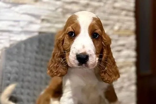 Wyjątkowy piesek Cocker Spaniel Angielski Orange roan z rodowodem