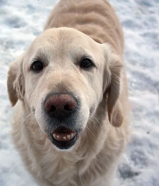 Golden Retriever MILO - poszukuje domu, mazowieck
