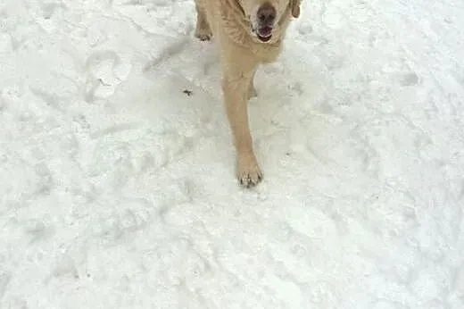 Golden Retriever MILO - poszukuje domu,  mazowieck