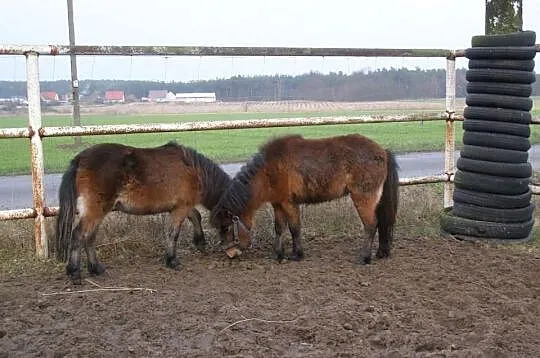 Kucyki klaczki i ogierk ceny od 950 zł do 1600 zł