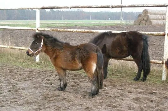 Kucyki klaczki i ogierk ceny od 950 zł do 1600 zł