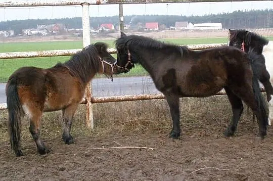 Kucyki klaczki i ogierk ceny od 950 zł do 1600 zł