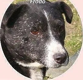 Frodo od 9 lat czeka w schronisku aż ktoś go pokoc