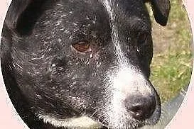 Frodo od 9 lat czeka w schronisku aż ktoś go pokoc