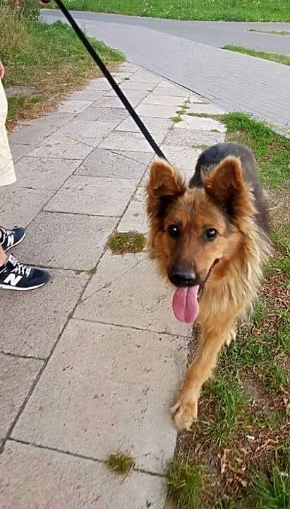 LUNA owczarek niemiecki do adopcji, mazowieckie W