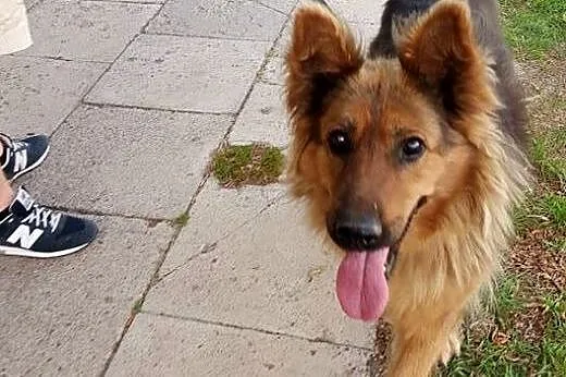 LUNA owczarek niemiecki do adopcji,  mazowieckie W