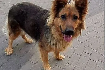 LUNA owczarek niemiecki do adopcji,  mazowieckie W