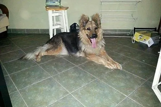 LUNA owczarek niemiecki do adopcji,  mazowieckie W