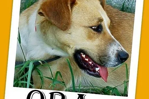 Średnia,młoda,przyjazna,wesoła suczka ORA.Adopcja,  dolnośląskie Wrocław