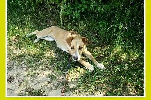 Średnia,młoda,przyjazna,wesoła suczka ORA.Adopcja,
