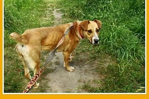 Średnia,młoda,przyjazna,wesoła suczka ORA.Adopcja,