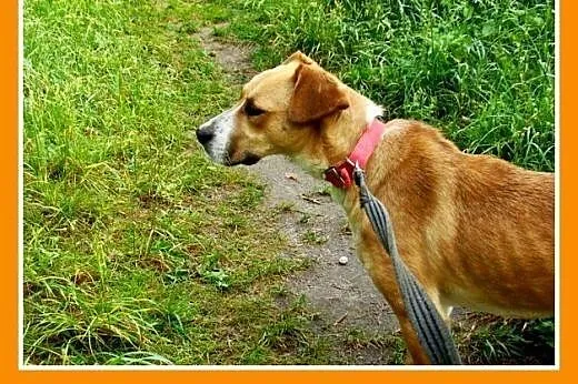 Średnia,młoda,przyjazna,wesoła suczka ORA.Adopcja,