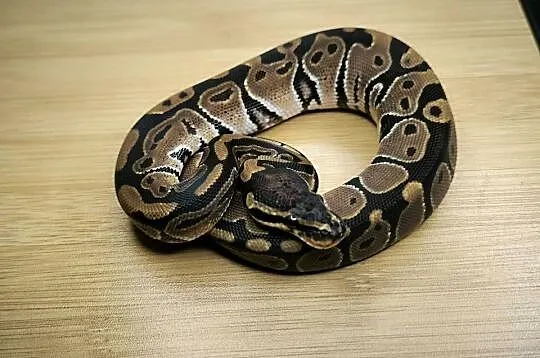 Pyton królewski Classic poss het Genetic Stripe, Mazowieckie, Makowiec