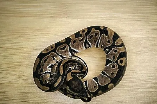 Pyton królewski Classic poss het Genetic Stripe, Mazowieckie, Makowiec