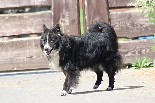 OBI - najmilszy pies na świecie, w nim spokój odna, Warszawa