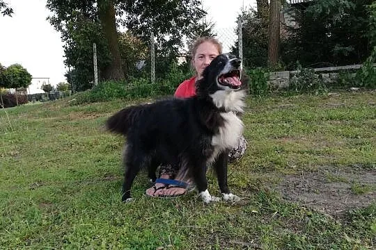 OBI - najmilszy pies na świecie, w nim spokój odna, Warszawa