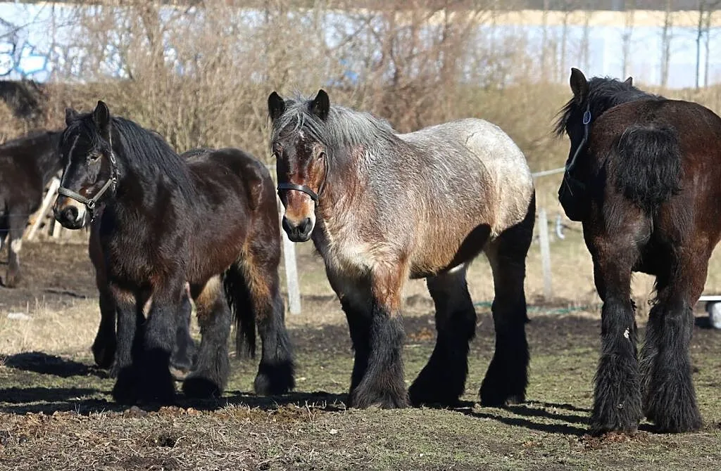 Klacze belgijskie , klacze źrebne, Wielkopolskie, Poznań