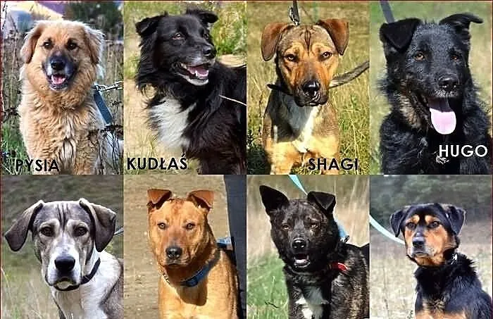 Znajdź przyjaciela w Tomarynach! :)