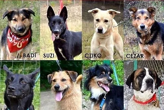 Znajdź przyjaciela w Tomarynach! :)