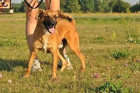 Młody, bezproblemowy, skory do pracy z człowiekiem