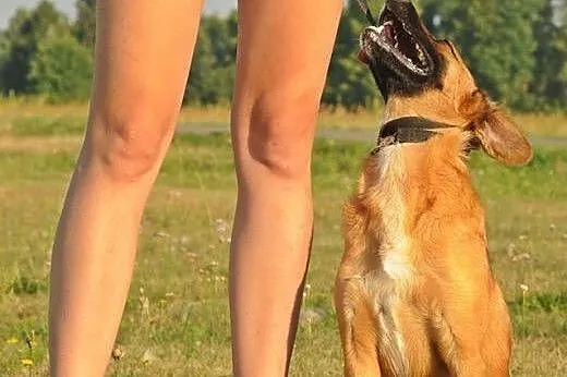 Młody, bezproblemowy, skory do pracy z człowiekiem