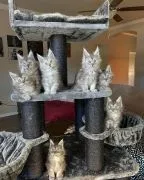 Kocieta Maine Coon Mine coon.  email...  {{legowikanna7@gmail.com}}