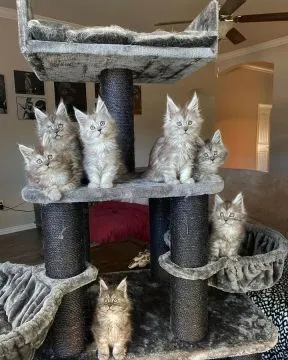 Kocieta Maine Coon Mine coon.  email...  {{legowikanna7@gmail.com}}