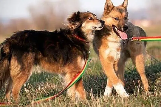 ROMEK energiczny pies dla aktywnych ludzi