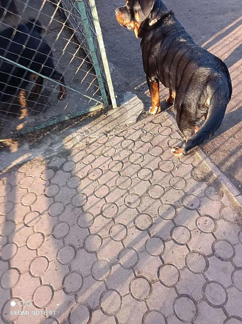 Sprzedam 6 miesięcznego szczeniaka Rottweilera, Warmińsko-mazurskie, Pisz