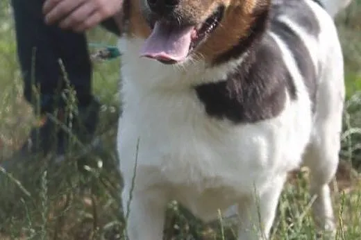 Frida, tricolorowa suczka,  mazowieckie Radom
