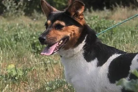 Frida, tricolorowa suczka,  mazowieckie Radom