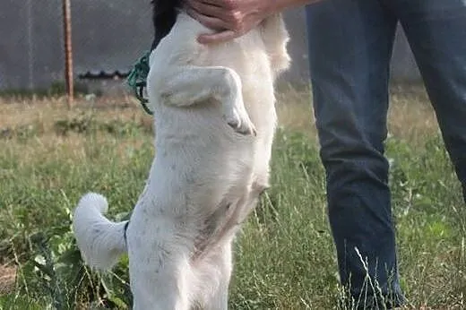 Frida, tricolorowa suczka,  mazowieckie Radom