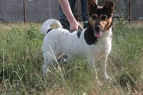 Frida, tricolorowa suczka,  mazowieckie Radom