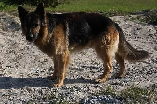 BOSS piękny owczarek szuka doświadczonego domu
