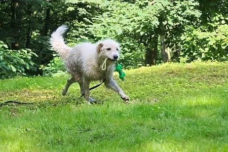 Czester - duży biał pies szuka domu,  śląskie Kato